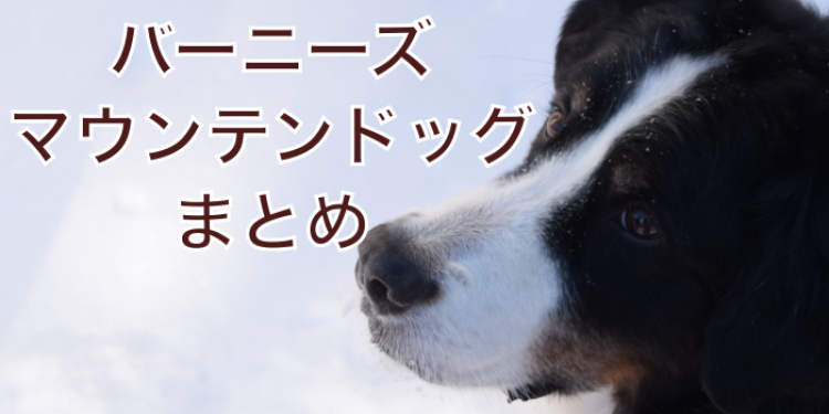 賢いバーニーズマウンテンドッグ！